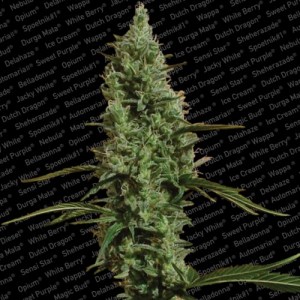 Семена Paradise seeds Atomical haze feminized