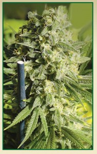 Семена Serious seeds Double Dutch feminized