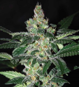 Семена Dutch Bulk Amnesia feminized 20 шт.