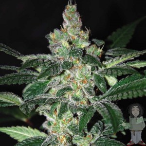 Семена Dutch Bulk Amnesia autofeminized 20 шт.