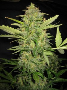 семена 'Auto Lemon skunk' autofeminized