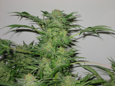 семена 'Auto AK' autofem