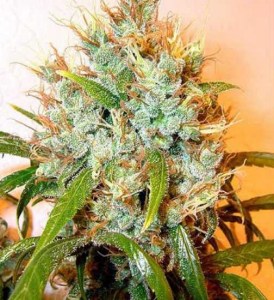 семена 'Auto Kali Mist' autofeminized
