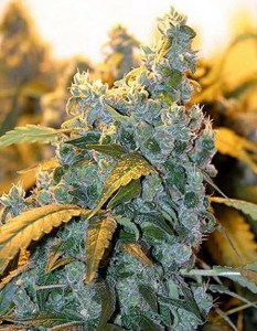 Семена Dutch Bulk Auto Chronic autofeminized 20 шт.