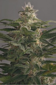 семена 'Auto OG Kush' autofeminized