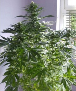 семена 'Auto Cheese' autofeminized