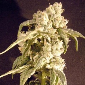 Семена Dutch Bulk Auto Easy Ryder autofeminized 20 шт.
