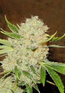 Семена Dutch Bulk Auto White Russian autofem 50 шт.