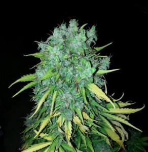 Семена Dutch Bulk Auto Maxi Gom autofeminized 20 шт.