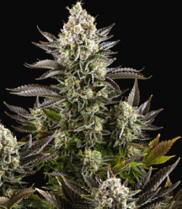 семена 'CBD White Widow' feminized