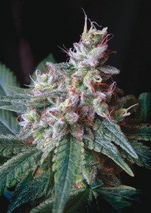 семена 'Caramel' feminized