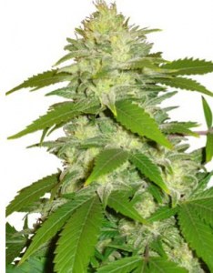 семена 'Critical Mass' feminized
