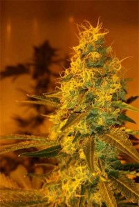 Семена Dutch Bulk Girl Scout Cookies feminized 20 шт.