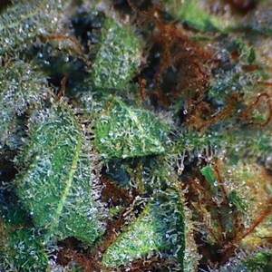 Семена Dutch Bulk NY Diesel feminized 20 шт.