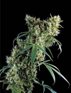 Семена Dutch Bulk Super silver haze feminized 20 шт.