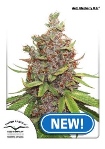 Семена Dutch Passion Auto Glueberry O.G. autofeminized