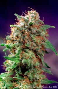 Семена Dutch Passion Mazar feminized 3 шт.