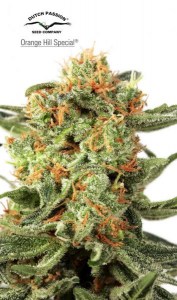 Семена Dutch Passion Orange Hill Special feminized 3 шт.