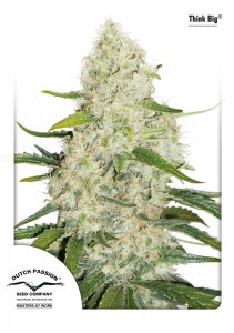 Семена Dutch Passion Think Big autofeminized 7 шт.