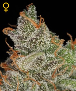 Семена Green House Kings Kush feminized