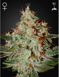 Семена Green House Lemon Skunk feminized