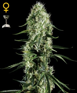 Семена Green House Super Silver Haze feminized