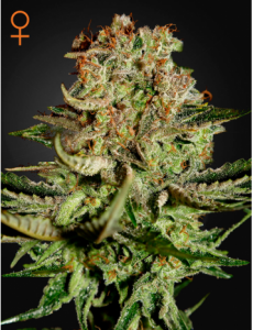 Семена Green House Super Bud feminized