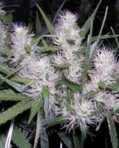 Семена Dutch Passion Masterkush feminized