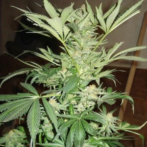 Семена Nirvana White Rhino feminized