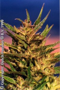 Семена Dutch Passion Passion #1 feminized