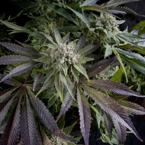 Семена Pyramid seeds Blue pyramid feminized