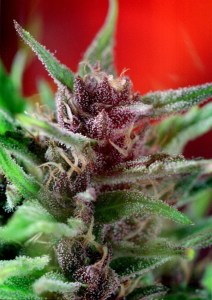 Семена Dutch Passion Shaman feminized