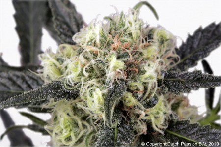 Семена Dutch Passion Snow Bud feminized