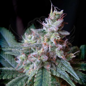 Семена Sweet seeds Cream Caramel F1 Fast version feminized