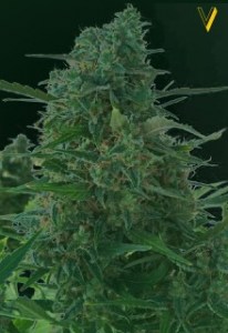 Семена Victory seeds Auto NYV Diesel autofem 5 шт.