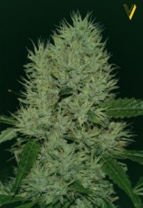 Семена Victory seeds Auto OG Kush autofem 5 шт.