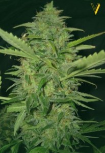 Семена Victory seeds Auto Original Lemon Skunk autofem 5 шт.