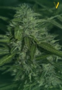 Семена Victory seeds Auto Super Mazar autofem 5 шт.