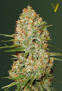 Семена Victory seeds Auto Amnesium autofem 10 шт.