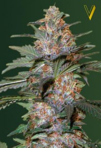 Семена Victory seeds Auto Caramel autofem 10 шт.