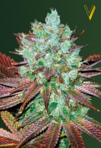 Семена Victory seeds Auto NYV Diesel autofem 10 шт.