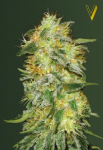 Семена Victory seeds Auto Original Lemon Skunk autofem 10 шт.