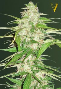 Семена Victory seeds Auto Ultra Power Plant autofem 10 шт.