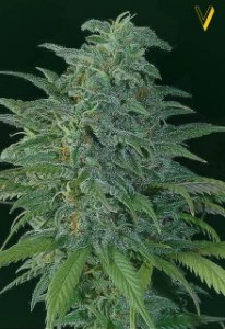 Семена Victory seeds Big Bud fem 5 шт.