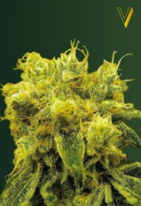 Семена Victory seeds Blue Dream fem 10 шт.