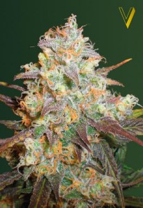 Семена Victory seeds Chocolope fem 10 шт.