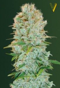 Семена Victory seeds Critical fem 10 шт.