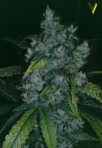 Семена Victory seeds Great White Shark fem 5 шт.