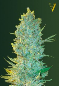 Семена Victory seeds OG Kush fem 10 шт.