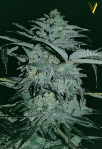 Семена Victory seeds Super Mazar fem 5 шт.